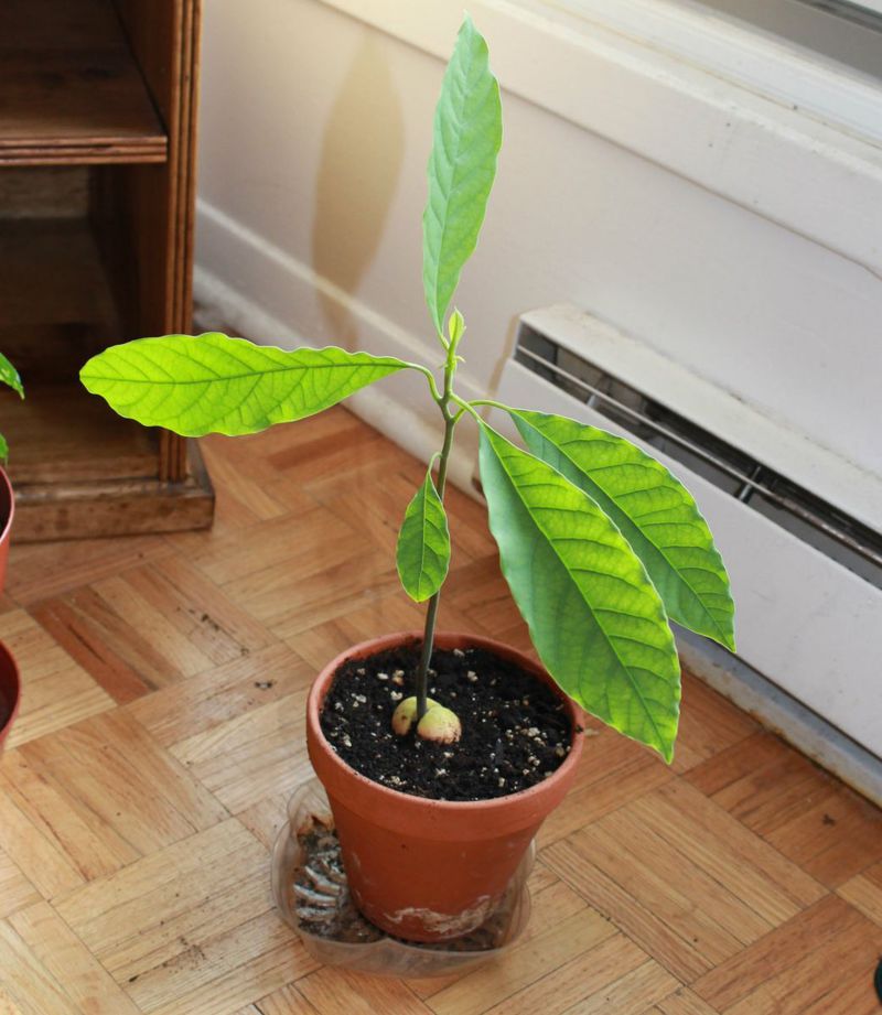 a young Avocado tree
